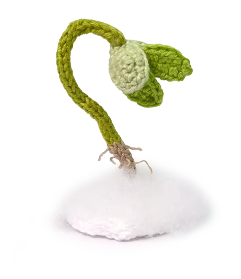 Broto no Algodão