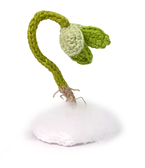 Broto no Algodão