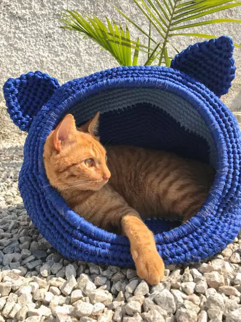 Toca de Gato Adulto