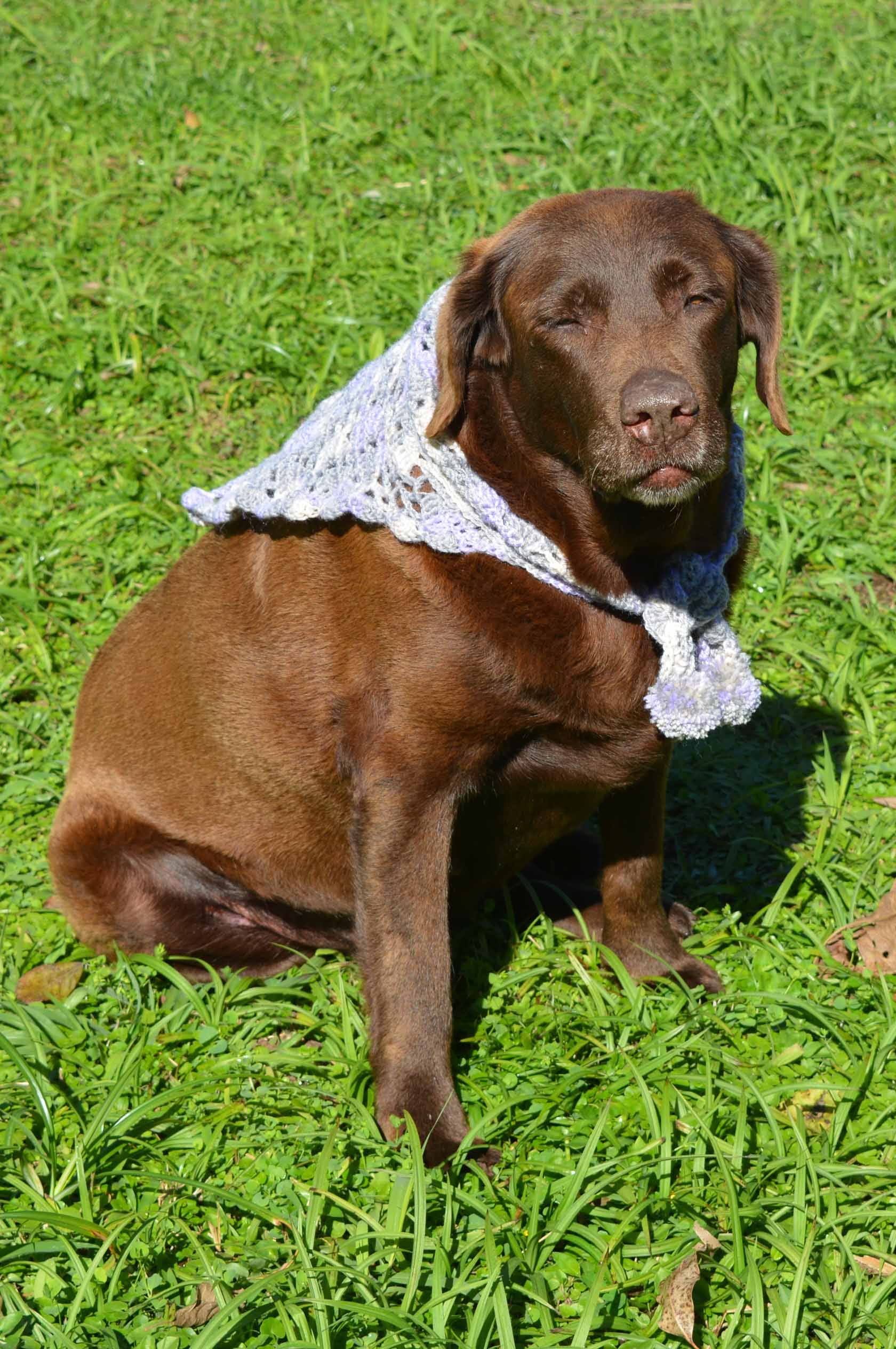 Bandana Pet Model Husky
