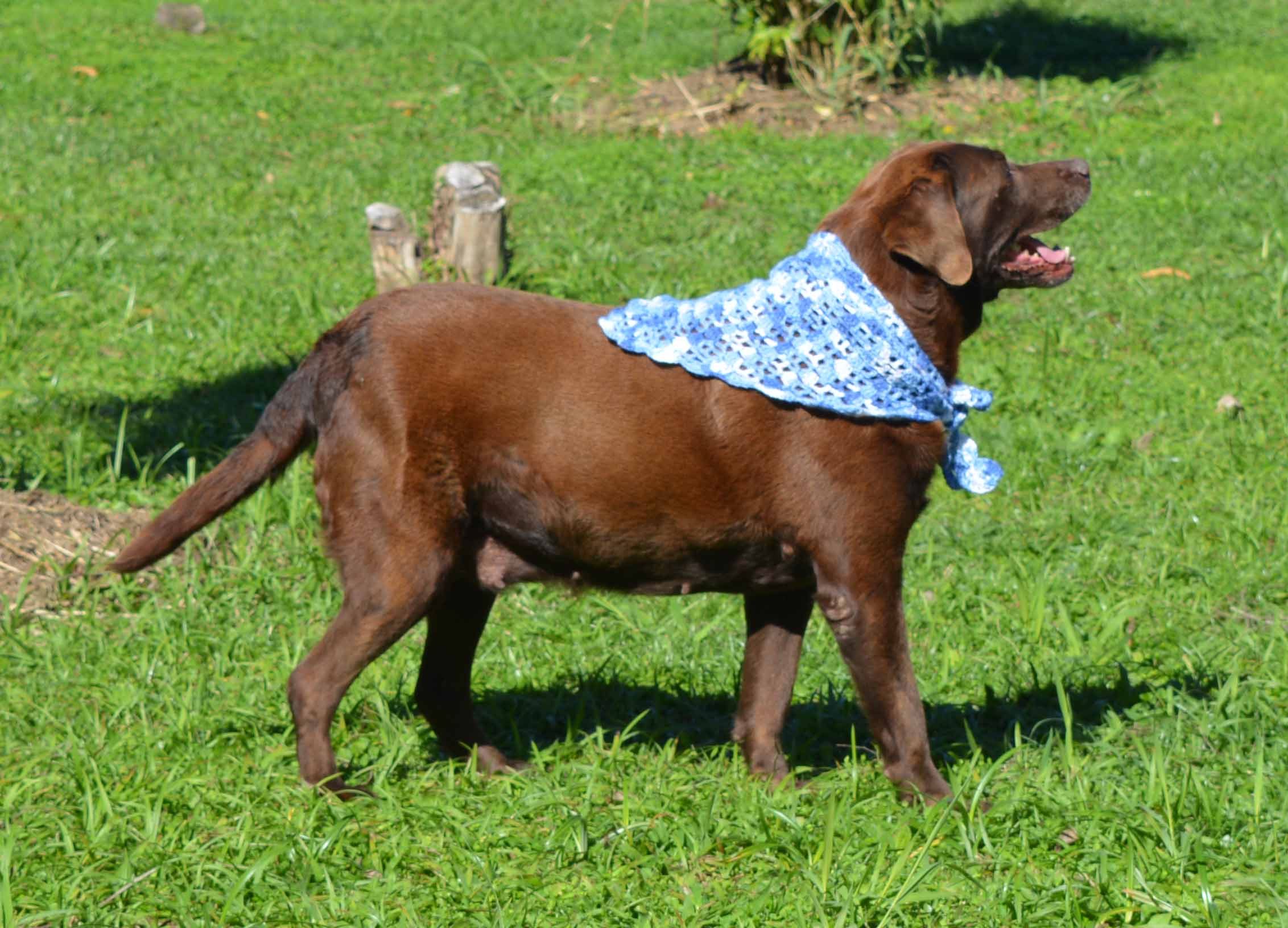 Bandana Pet Model Ursinho