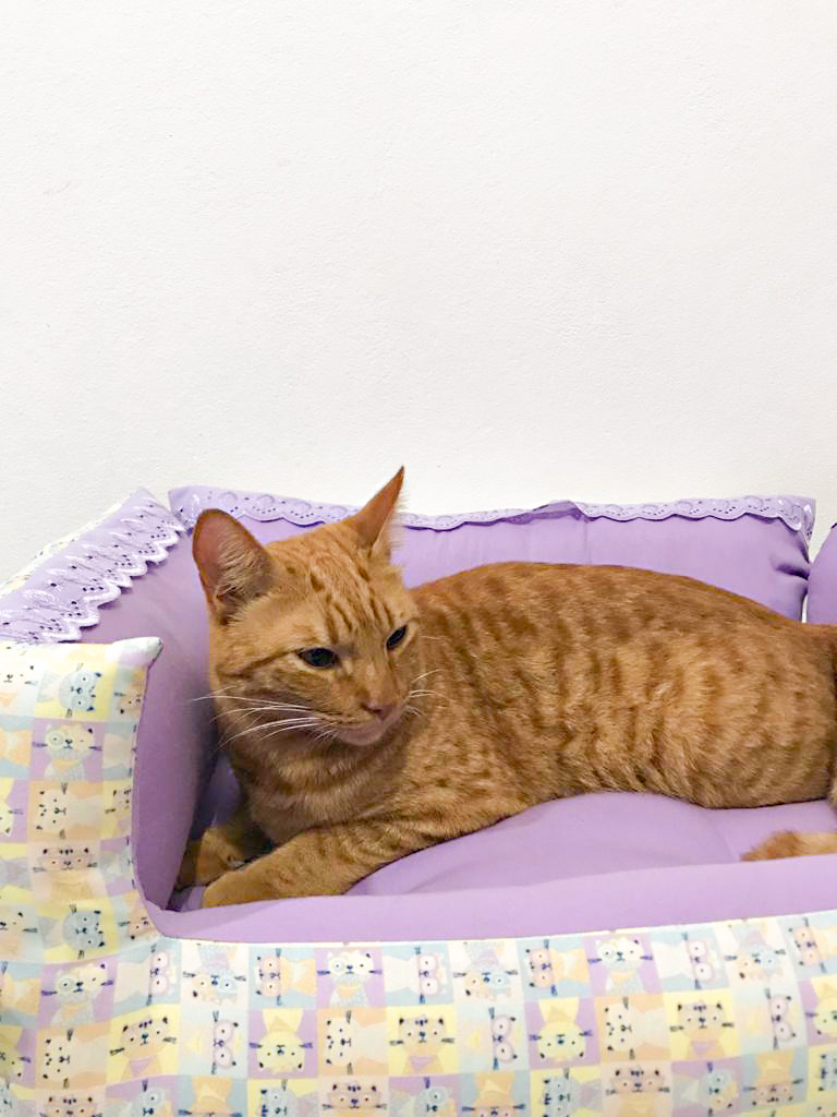 Cama Pet Miau